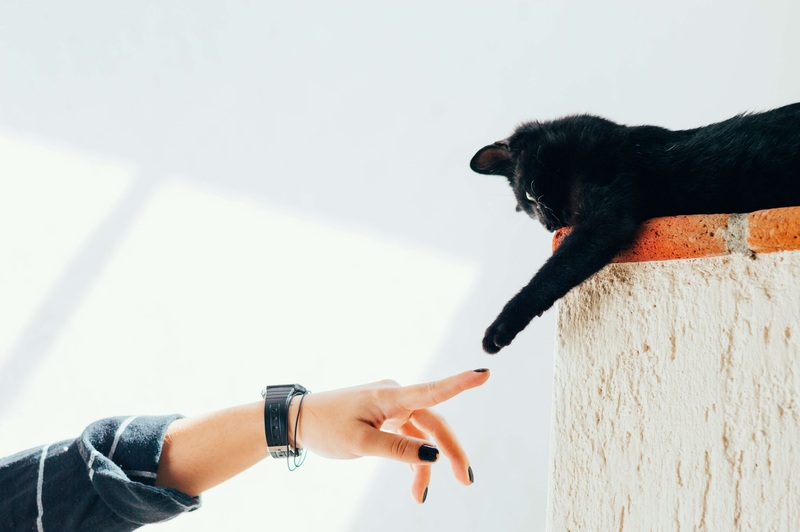 How to Gain a Cat’s Trust: Gentle Steps for Shy & Rescue Cats