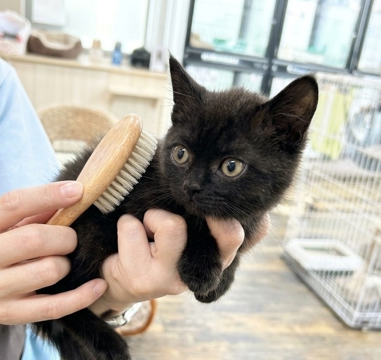 A person gently brushing a black kitten with a soft wooden brush indoors