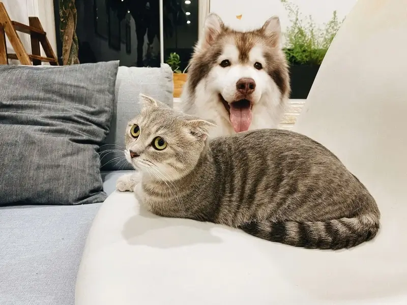 How to Introduce a Cat to a Dog Safely (Even a Scared Cat)