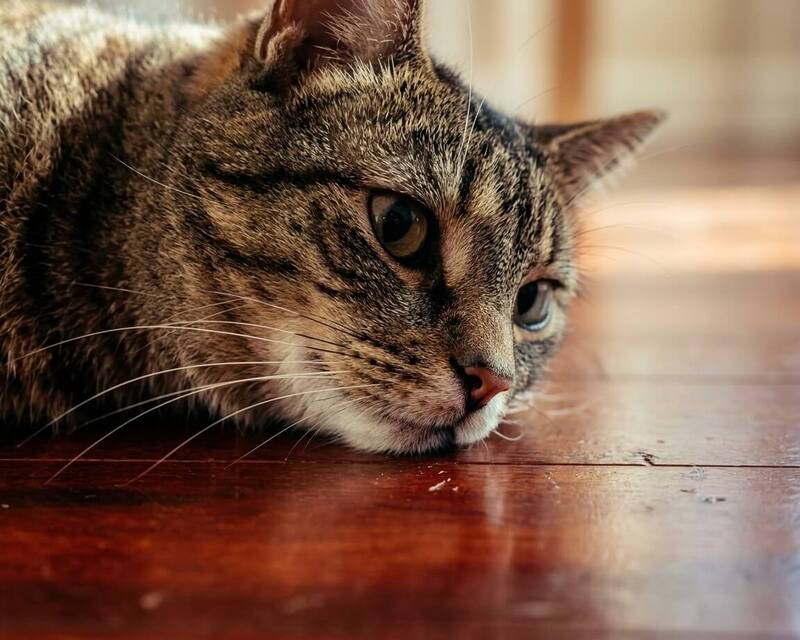 A tabby cat resting calmly on a polished wooden floor, showing close-up details of its whiskers and expression