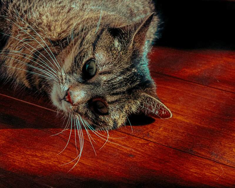 Why Cats Stare at You: The Secret Language of Cat Eyes