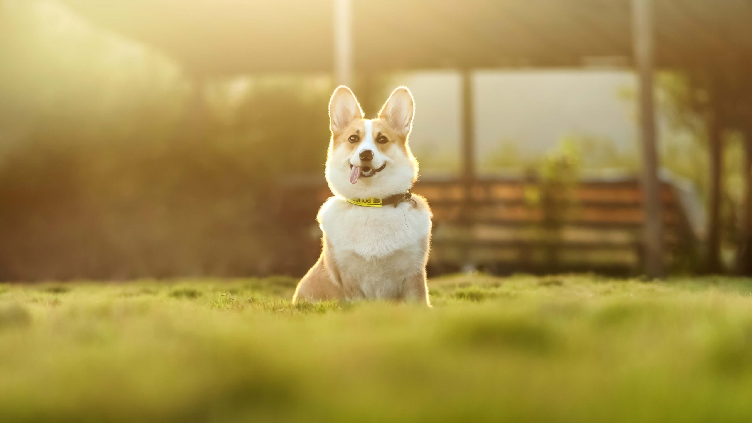 Why Is My Dog Panting So Much? Heat Management Guide
