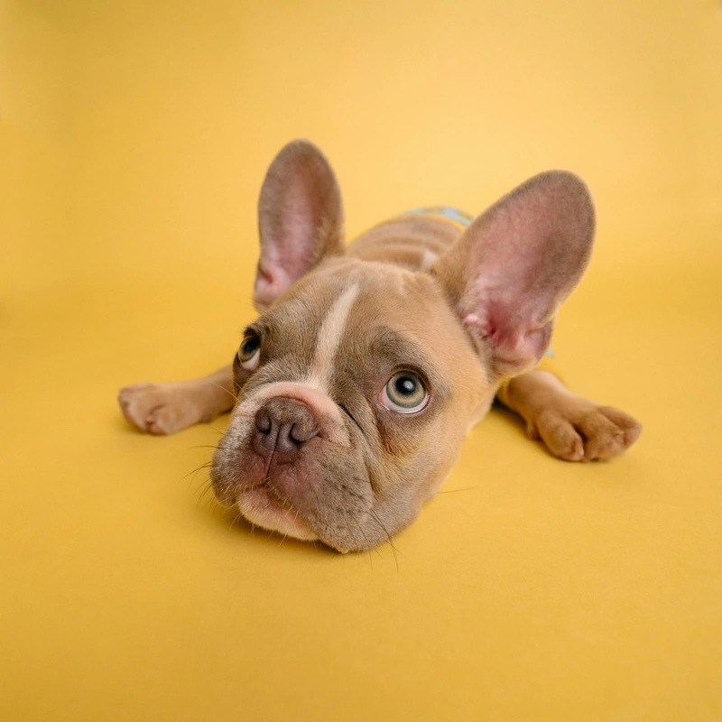 How to Calm an Anxious Puppy: Gentle Ways to Help Your Dog Feel Safe