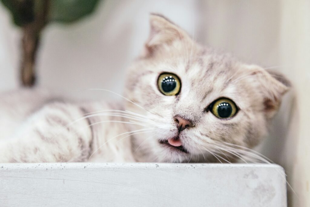 A cute Scottish Fold cat showing its tongue while looking at the camera