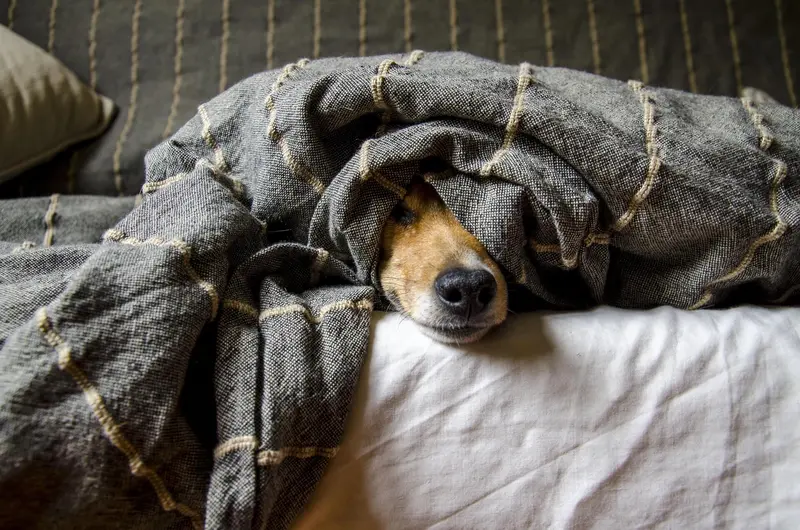 Why Dogs Love Burrowing Under Blankets (And How to Make Them Cozy)