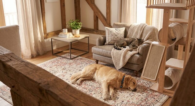 A dog resting calmly on a living room rug and a cat relaxing comfortably on a nearby armchair in a peaceful home, showing a harmonious shared space with plenty of room
