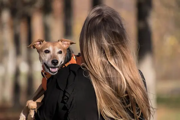 A woman holding a happy small brown dog over her shoulder outdoors in a park