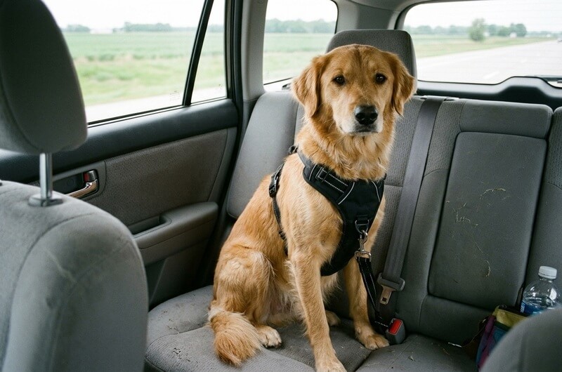 A dog secured with a car travel harness sitting safely in the back seat of a car
