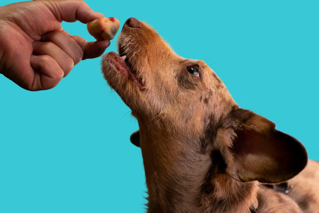 A cute brown dog eagerly taking a reward treat from its owner hand
