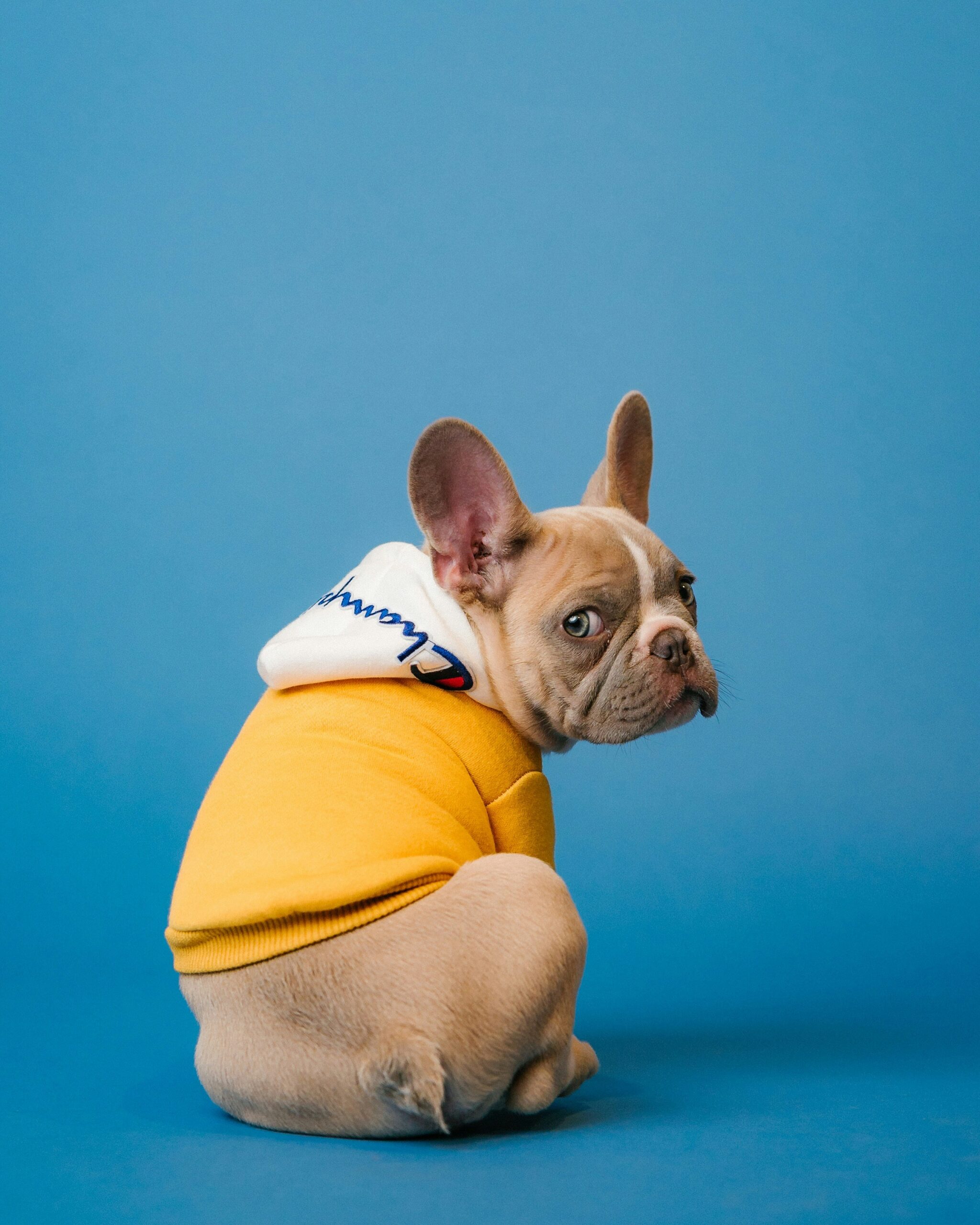 French bulldog wearing a cute yellow hoodie against a blue background