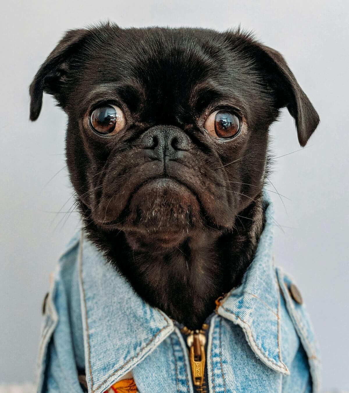 Things We Do Out of Love That Dogs Secretly Dislike