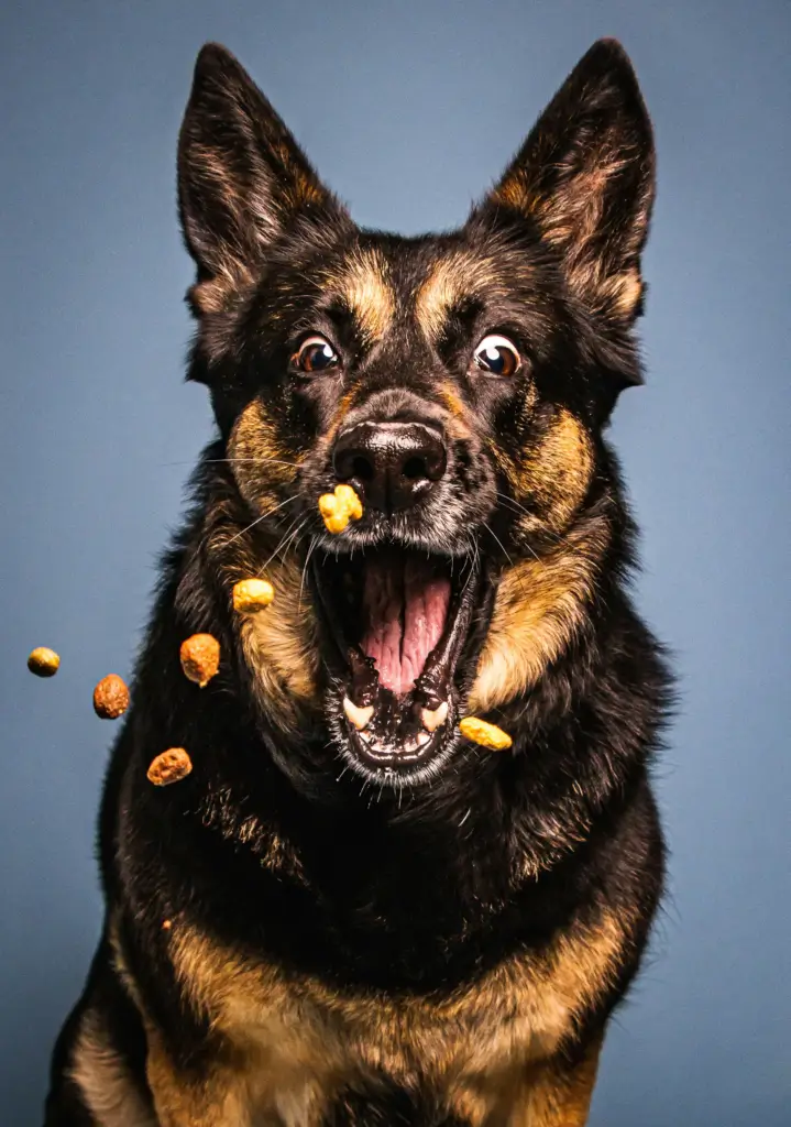 Dog Always Hungry? Real Hunger vs Cravings (How to Tell)