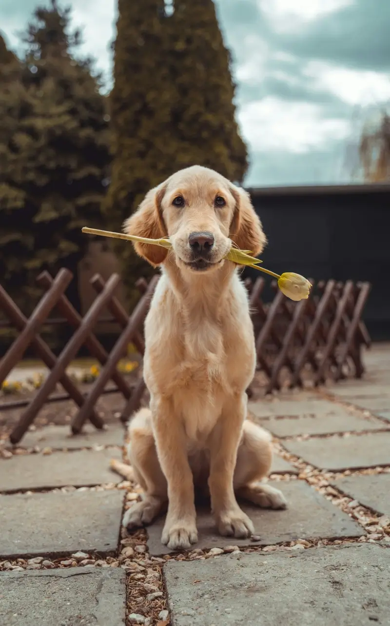 Golden Retriever puppy holding a yellow tulip flower in its mouth outdoors