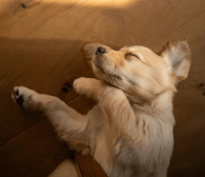 Dogs Sleeping in the Sun: Health Benefits & Safety Tips