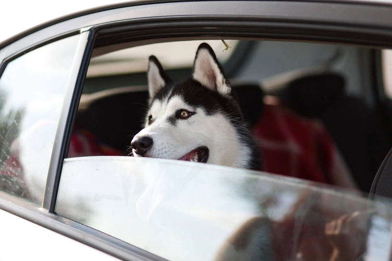 Why Dogs Love Car Rides: Safety, Behavior, and Travel Guide