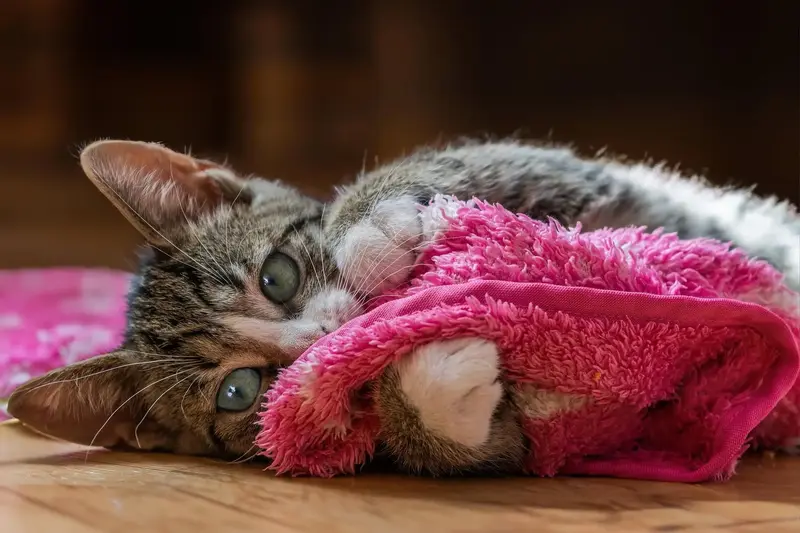 How to Make Your Kitten Feel Safe and Comfortable at Home