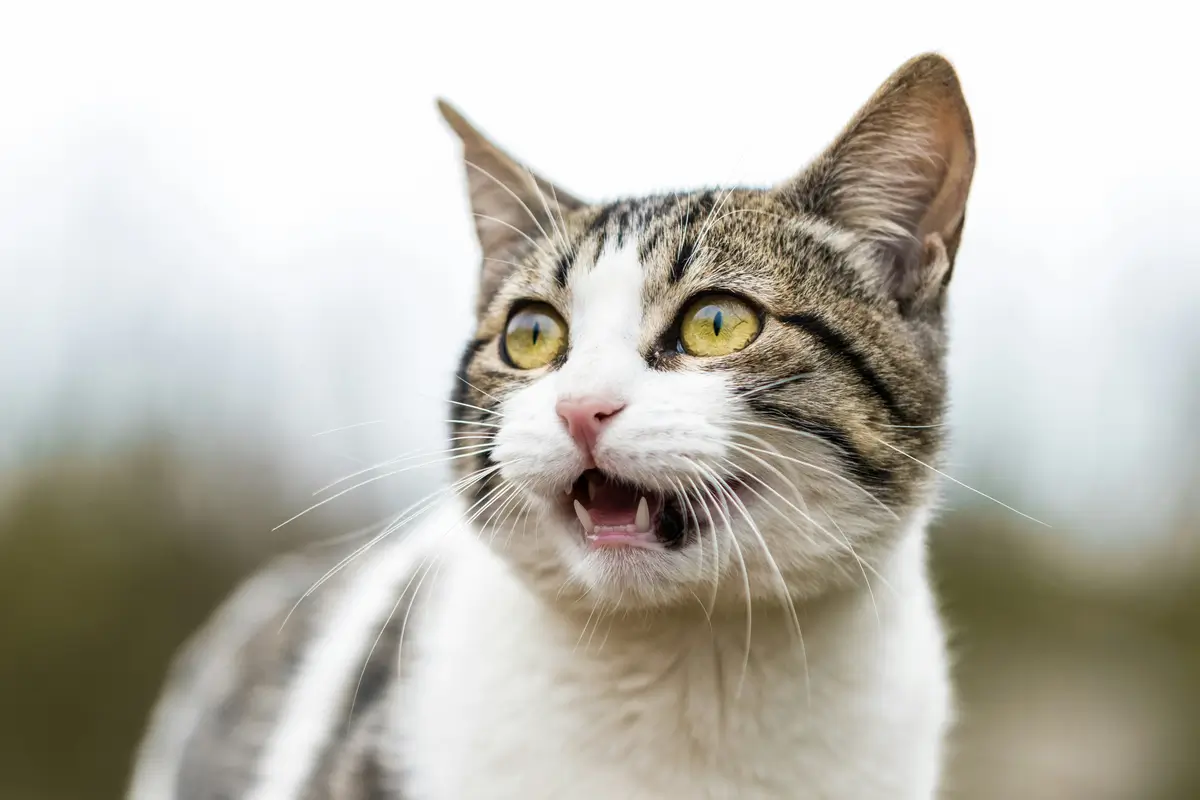 Why Is My Cat So Vocal? Causes & Solutions