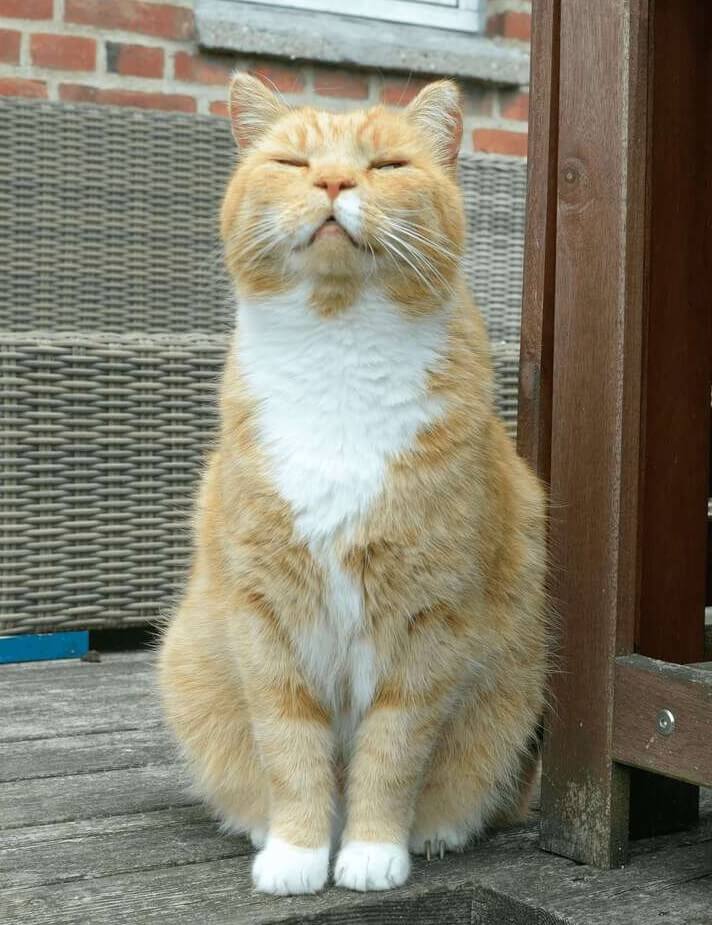 A happy orange and white tabby cat sitting outdoors with eyes closed in relaxation.