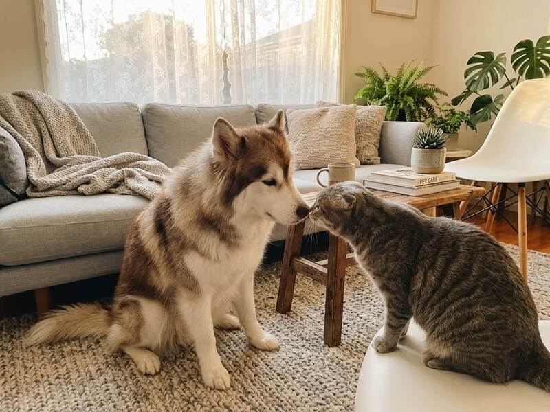 A cat and a dog calmly interacting and sniffing each other gently in a warm, peaceful living room setting