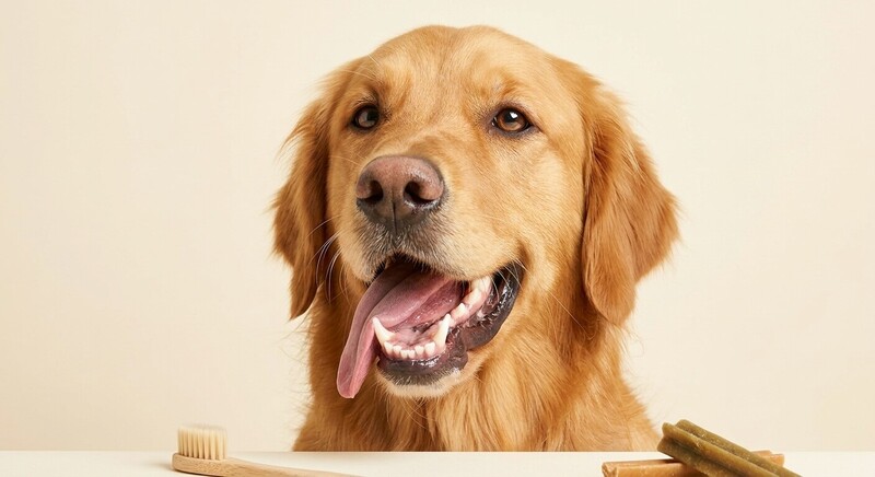 A close-up portrait of a friendly golden retriever happily panting with its mouth open, showing healthy white teeth, clean studio background, illustrating simple daily steps for fresher dog breath