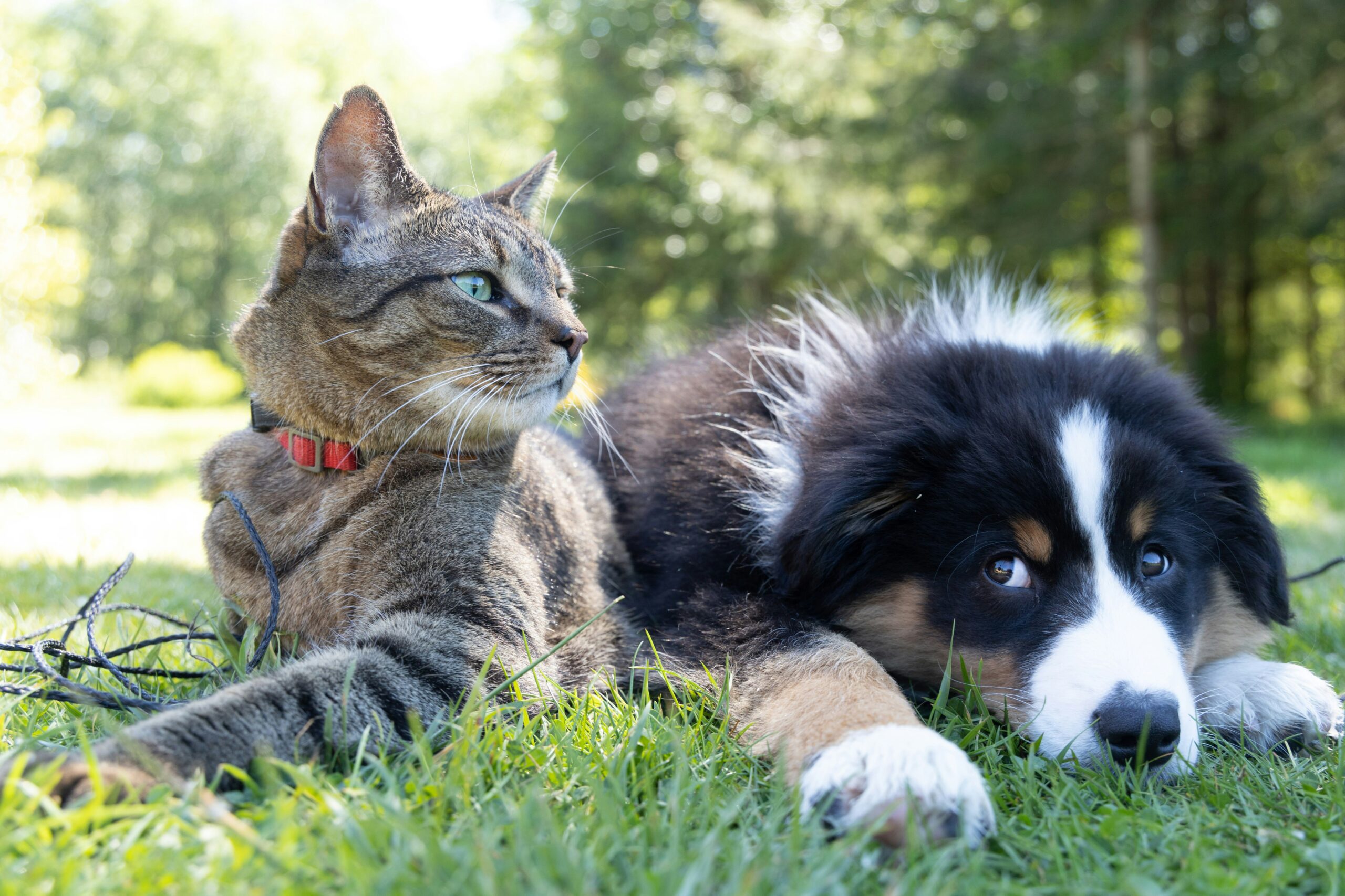 Can Cats and Dogs Really Be Best Friends? How to Make It Work