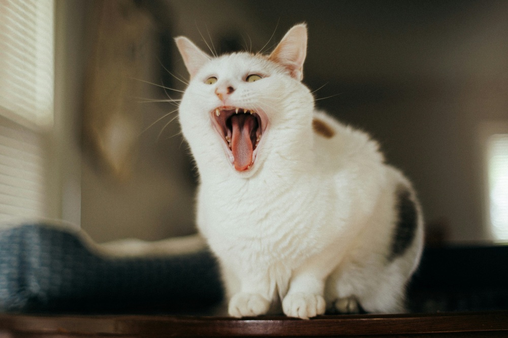 How to Easily Fix Your Cat’s Bad Breath Today