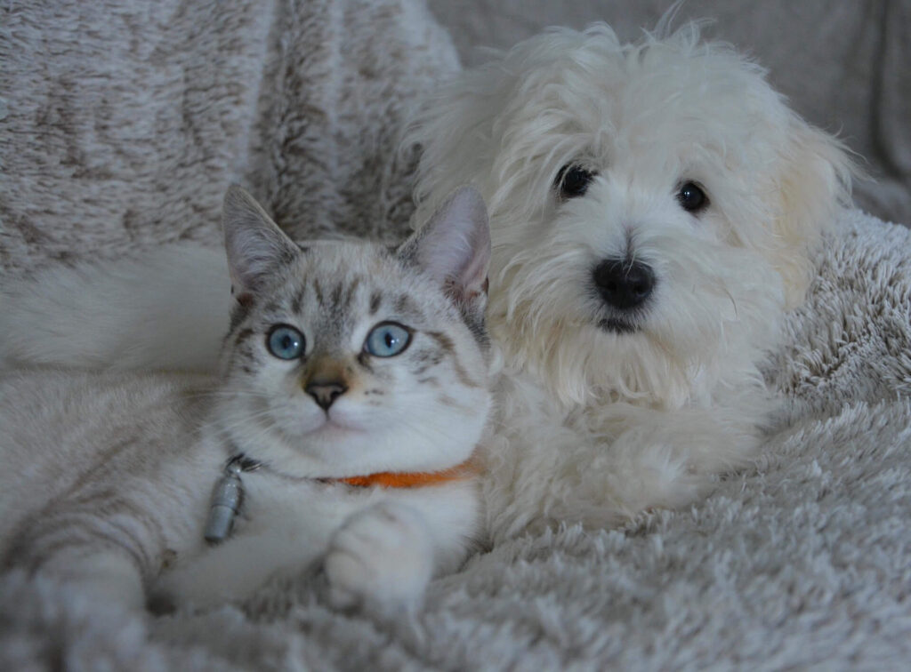 White puppy and cat relaxing together – Ontaryo pet care guidance